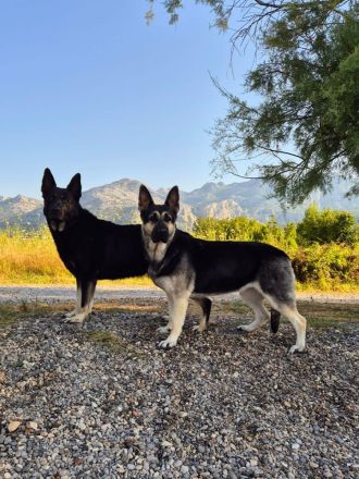 Osteuropäischer Schäferhund