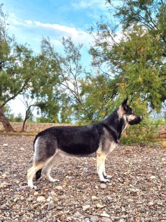 Osteuropäischer Schäferhund