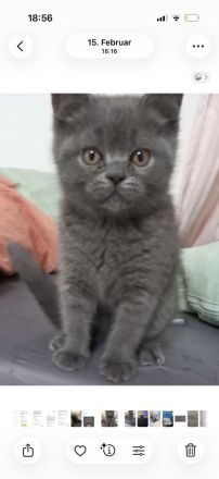 20 Wochen altes Kitten