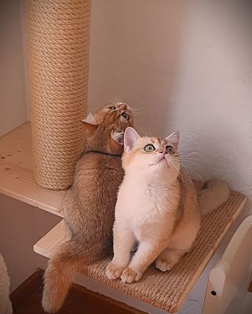 .BKH Kitten black-golden-shaded / blue-golden-shaded reinrassig mit exzellentem Stammbaum