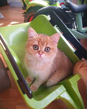 .BKH Kitten black-golden-shaded / blue-golden-shaded reinrassig mit exzellentem Stammbaum