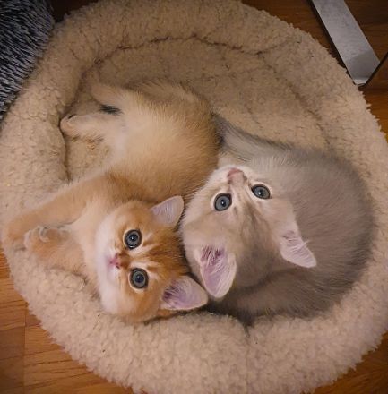 .BKH Kitten black-golden-shaded / blue-golden-shaded reinrassig mit exzellentem Stammbaum