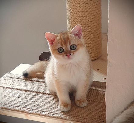 .BKH Kitten black-golden-shaded / blue-golden-shaded reinrassig mit exzellentem Stammbaum