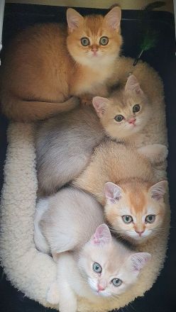 .BKH Kitten black-golden-shaded / blue-golden-shaded reinrassig mit exzellentem Stammbaum