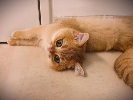 .BKH Kitten black-golden-shaded / blue-golden-shaded reinrassig mit exzellentem Stammbaum