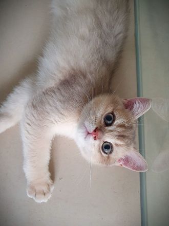 .BKH Kitten black-golden-shaded / blue-golden-shaded reinrassig mit exzellentem Stammbaum