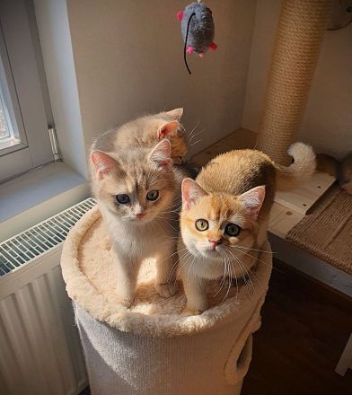 .BKH Kitten black-golden-shaded / blue-golden-shaded reinrassig mit exzellentem Stammbaum