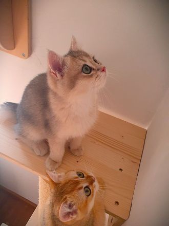 .BKH Kitten black-golden-shaded / blue-golden-shaded reinrassig mit exzellentem Stammbaum