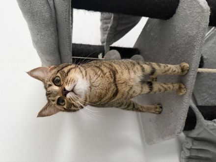 Britisch Kurzhaar (8 Monate alt)