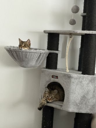 Britisch Kurzhaar (8 Monate alt)