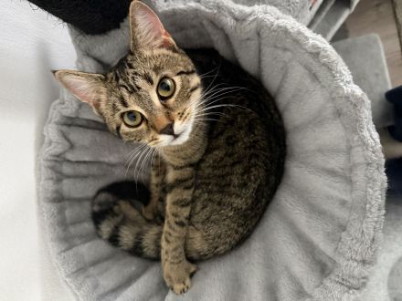 Britisch Kurzhaar (8 Monate alt)