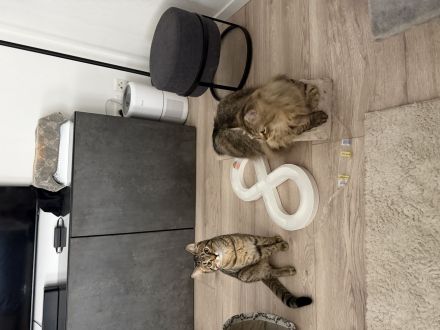 Britisch Kurzhaar (8 Monate alt)