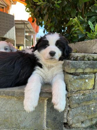 Australian Shepherd Welpen