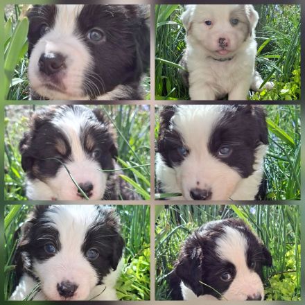 Australian Shepherd Welpen