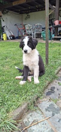 Australian Shepherd Welpen