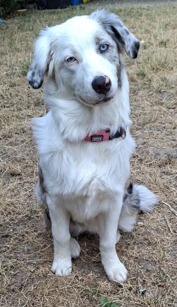 Australian Shepherd Hündin