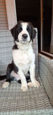 Australian Shepherd Welpen