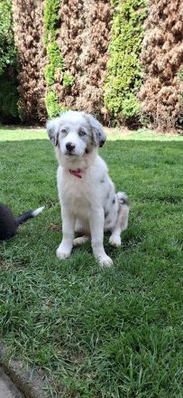 Australian Shepherd Welpen