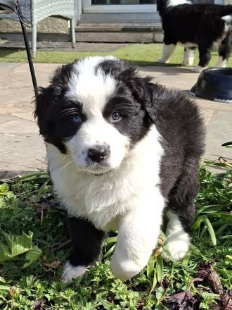 Australian Shepherd Welpen