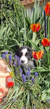 Australian Shepherd Welpen