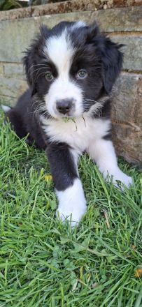 Australian Shepherd Welpen