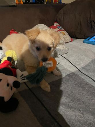 Mini Spitz Mischling