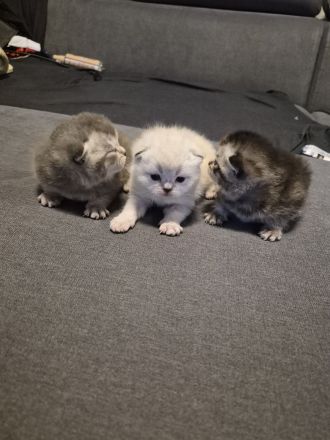 Süse BKH Kitten zuverkaufen