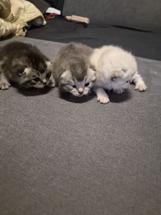 Süse BKH Kitten zuverkaufen