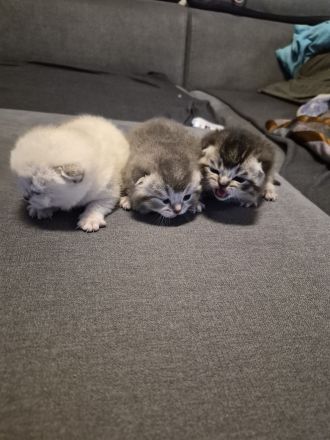 Süse BKH Kitten zuverkaufen