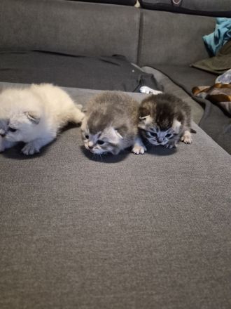 Süse BKH Kitten zuverkaufen