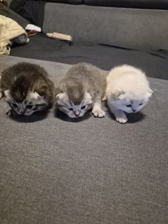 Süse BKH Kitten zuverkaufen