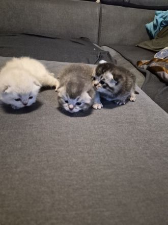 Süse BKH Kitten zuverkaufen