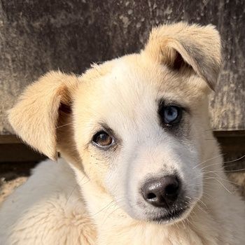 Maple, geb. ca. 12/2025, lebt auf einer Pflegestelle in 52531 Übach-Palenberg