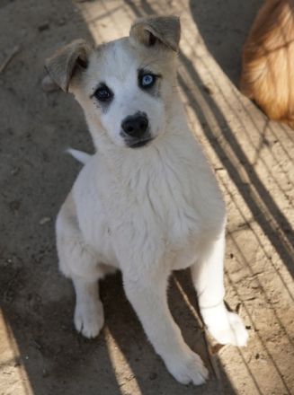 Maple, geb. ca. 12/2025, lebt auf einer Pflegestelle in 52531 Übach-Palenberg