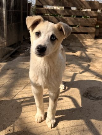 Maple, geb. ca. 12/2025, lebt auf einer Pflegestelle in 52531 Übach-Palenberg