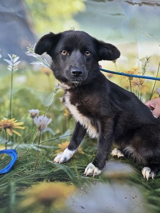 Sera, lieb aber noch etwas schüchtern