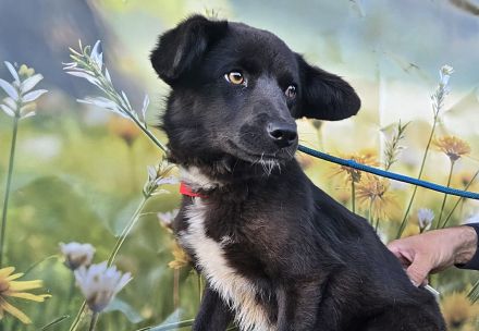 Sera, lieb aber noch etwas schüchtern