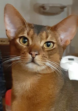 Abissinier Kater jung und dynamisch