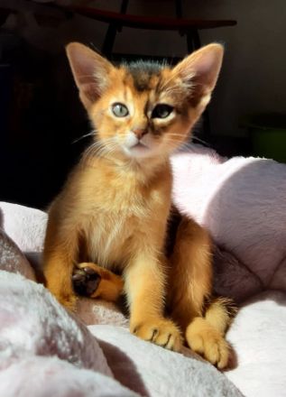 Abissinier Kater jung und dynamisch