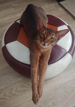 Abissinier Kater jung und dynamisch