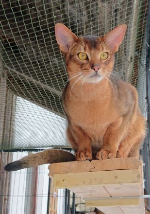 Abissinier Kater jung und dynamisch