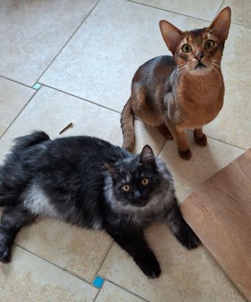 Abissinier Kater jung und dynamisch