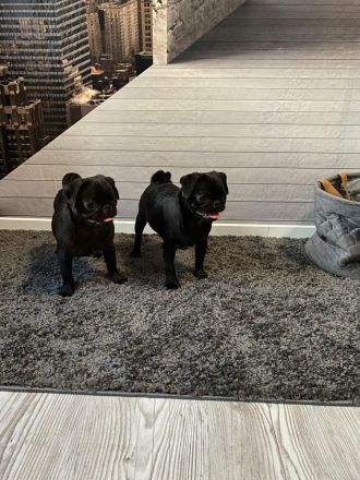 Mops Welpen Reinrassig