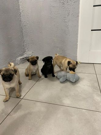 Mops Welpen Reinrassig