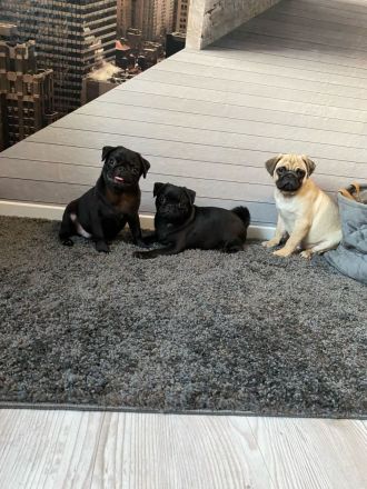 Mops Welpen Reinrassig