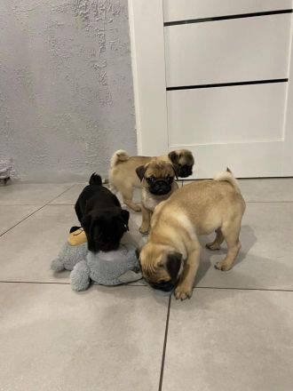 Mops Welpen Reinrassig