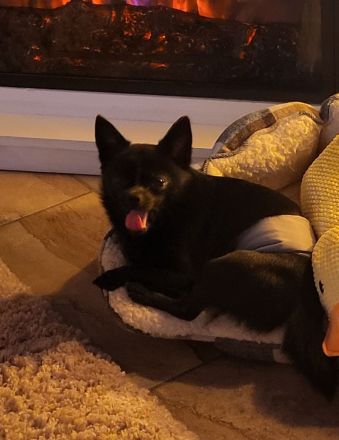 Süßer Chihuahua rüde sucht liebevolles Zuhause