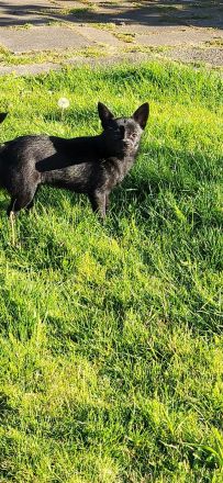 Süßer Chihuahua rüde sucht liebevolles Zuhause