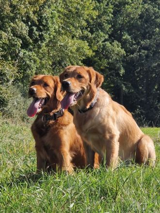 Pawsome Golden Retrievers