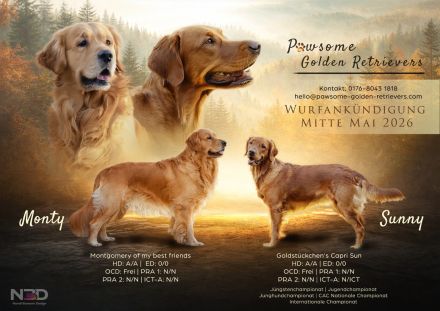 Pawsome Golden Retrievers